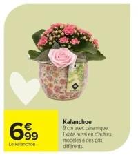 Kalanchoe 9 cm avec céramique