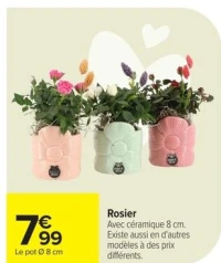 Rosier