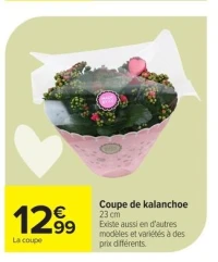 Coupe de kalanchoe