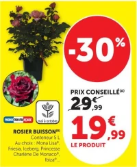 ROSIER BUISSON