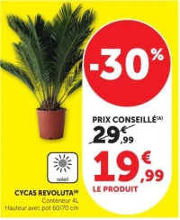 CYCAS REVOLUTA