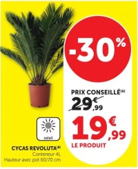 CYCAS REVOLUTA