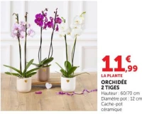 ORCHIDÉE 2 TIGES
