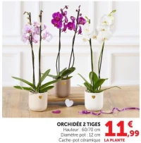 ORCHIDÉE 2 TIGES