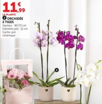 ORCHIDÉE 2 TIGES