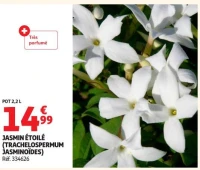 JASMIN ÉTOILÉ (TRACHELOSPERMUM JASMINOÏDES)