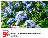 DENTELAIRE DU CAP (PLUMBAGO CAPENSIS)