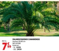 PALMIER PHOENIX CANARIENSIS