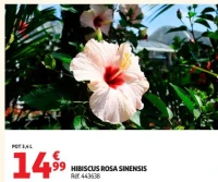 HIBISCUS ROSA SINENSIS