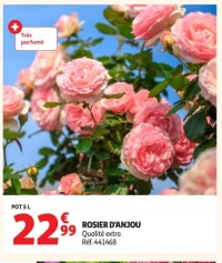 ROSIER D'ANJOU
