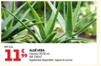 ALOE VERA
