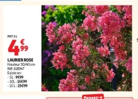 LAURIER ROSE