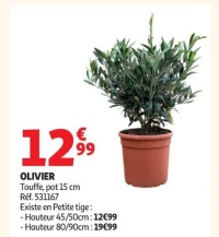 OLIVIER