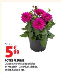 POTEE FLEURIE