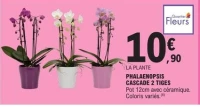 PHALAENOPSIS CASCADE 2 TIGES