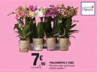 PHALAENOPSIS 2 TIGES