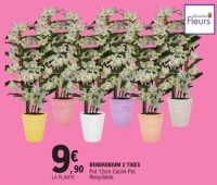 DENDROBIUM 2 TIGES