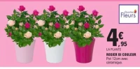 ROSIER BI COULEUR