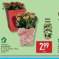 KALANCHOÉ GARDENLINE®