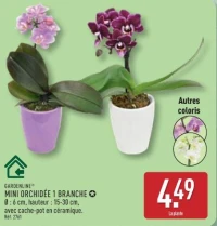 MINI ORCHIDÉE 1 BRANCHE GARDENLINE®