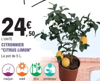 CITRONNIER "CITRUS LIMON"