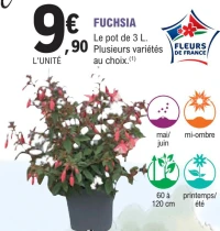 FUCHSIA