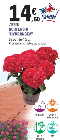 HORTENSIA "HYDRANGEA"