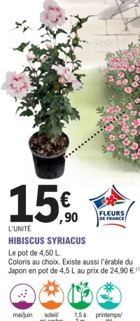 HIBISCUS SYRIACUS
