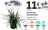 Promo AGAPANTHE "AGAPANTHUS"