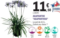 AGAPANTHE "AGAPANTHUS"