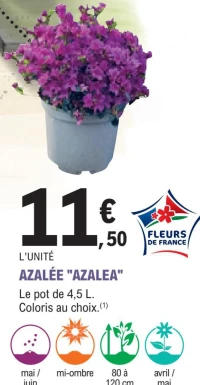 AZALÉE "AZALEA"
