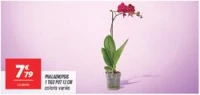 Phalaenopsis 1 tige pot 12 cm  