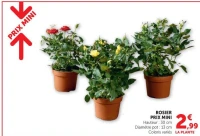 ROSIER PRIX MINI Hauteur : 30 cm Diamètre pot : 13 cm Coloris variés