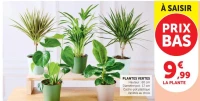 PLANTES VERTES Hauteur : 60 cm Diamètre pot : 17 cm Cache-pot plastique Variétés au choix