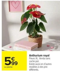 Anthurium royal