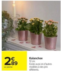 Kalanchoe