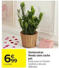 Zamioculcas