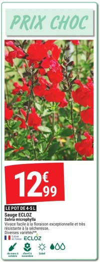 Sauge ECLOZ Salvia microphylla
