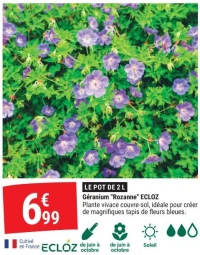Géranium "Rozanne" ECLOZ