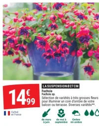 Fuchsia