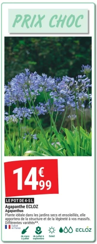 Agapanthe ECLOZ