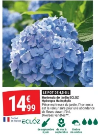 Hortensia de jardin ECLOZ