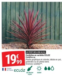 Cordyline en variétés ECLOZ