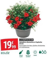 Dipladénia diamantina et Euphorbe ECLOZ