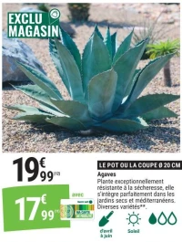 Agaves