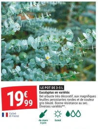 Eucalyptus en variétés