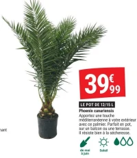 Phoenix canariensis