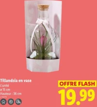 Tillandsia en vase