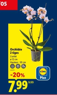 Orchidée 2 tiges