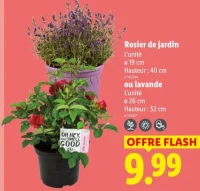 Rosier de jardin ou lavande